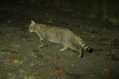 gatto1