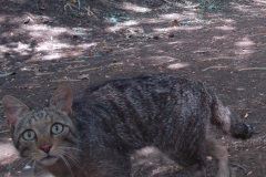 gatto2