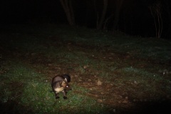 martora1